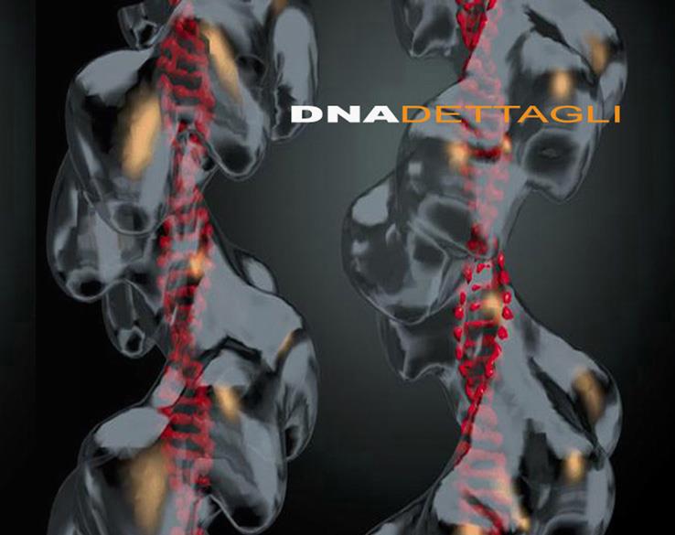 DNA - Dettagli