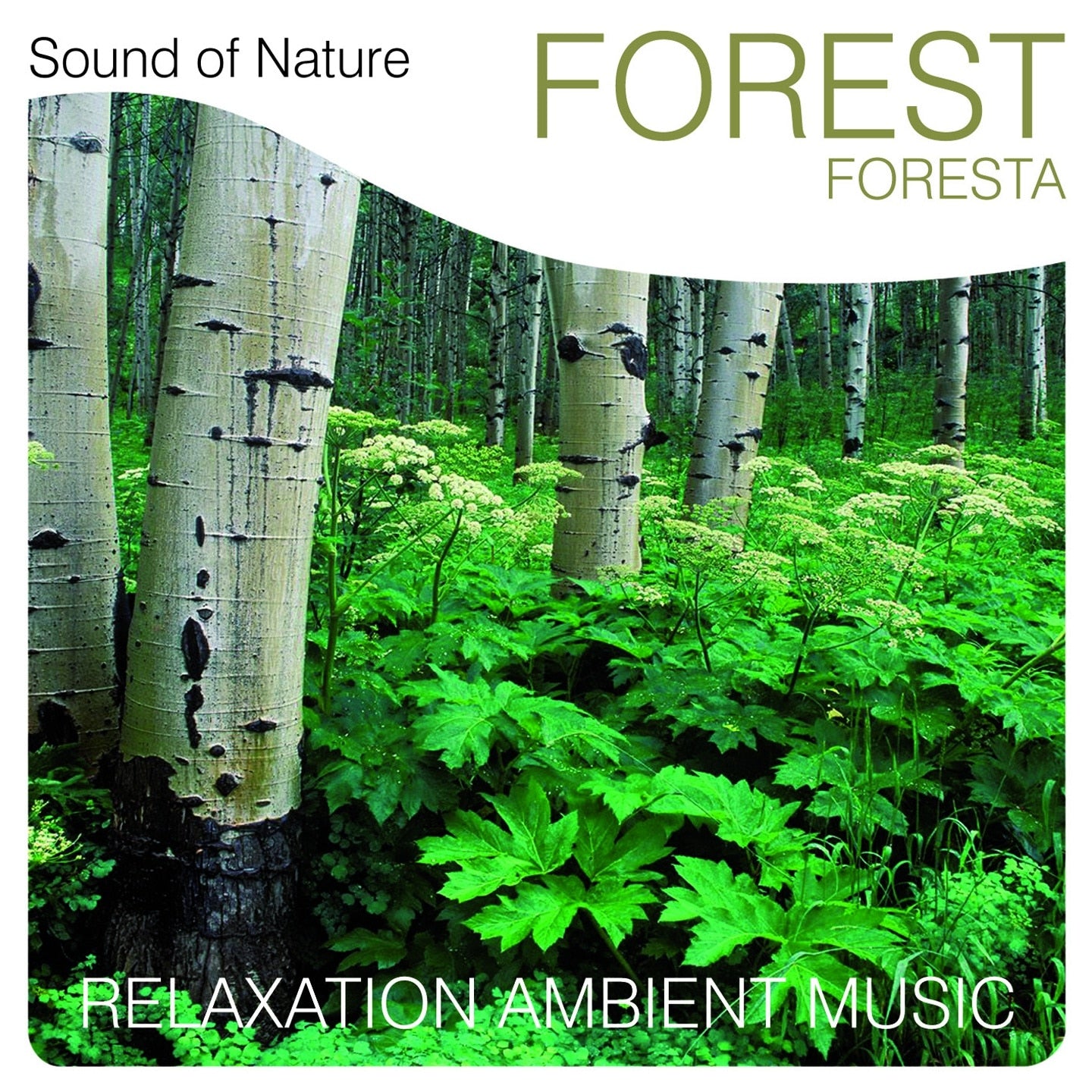 FOREST cd